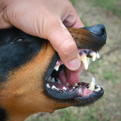 Morsures d’animaux